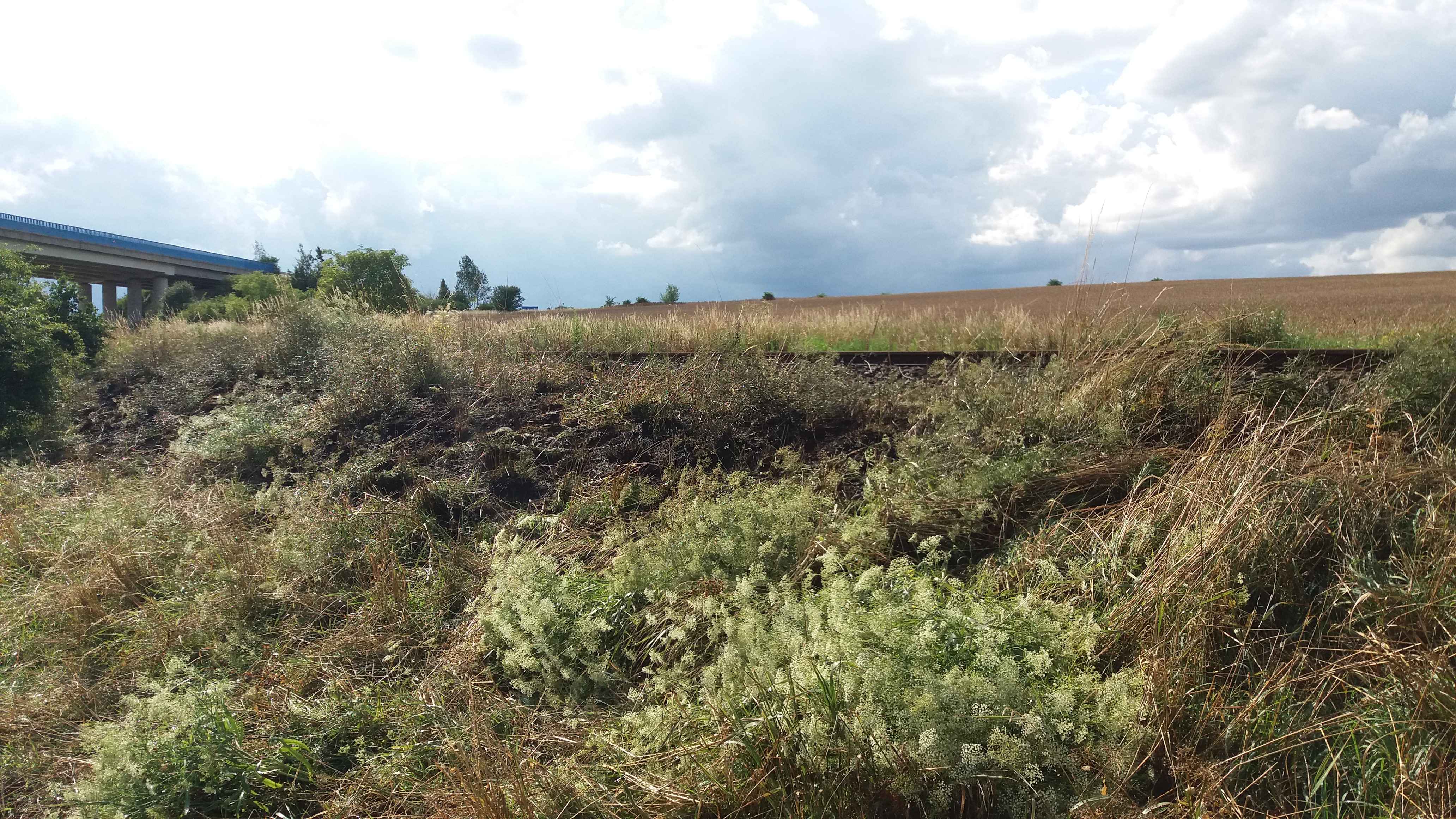 Požár u trati Louny předměstí 17.7.2017 (2)